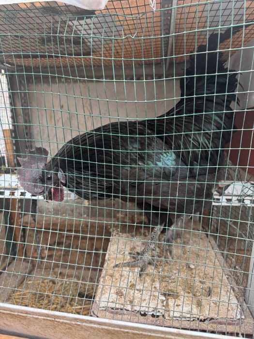 Tovuq sotiladi zoti UHELIO (qora shahzoda)