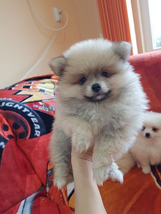 Померан померанчета Гр. София