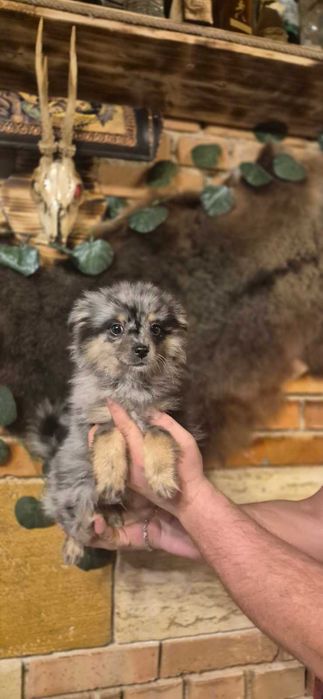 Кученца пинчери и мерлета