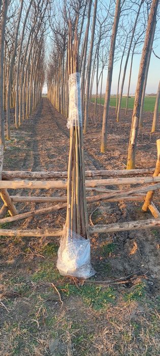 Puieți paulownia