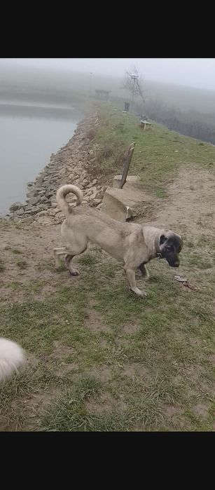 Чистокръвни кангали