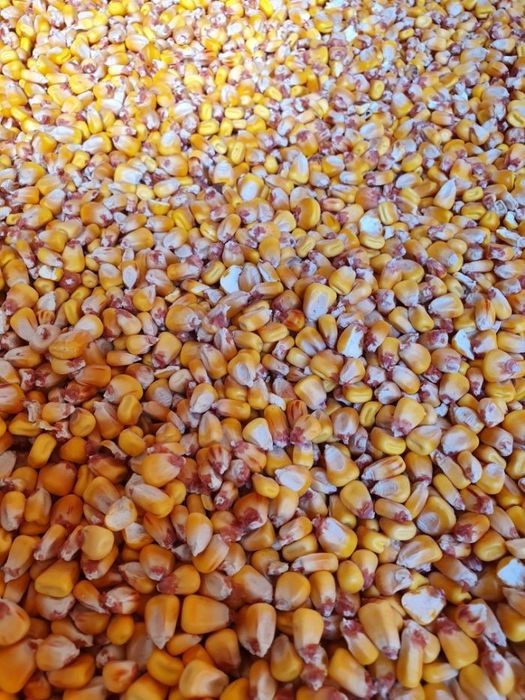 Vand porumb! Asigur transport numai la 6 tone minim!