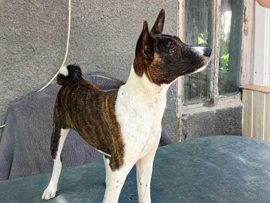 Singurul pui de tigru din România. Un Basenji cu o culoare unică.