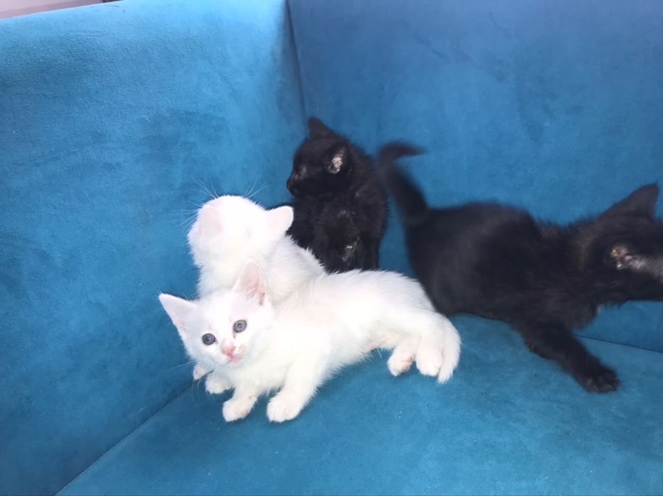 отдам котят бесплатно