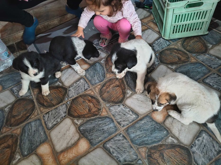 Подарявам Кученца!