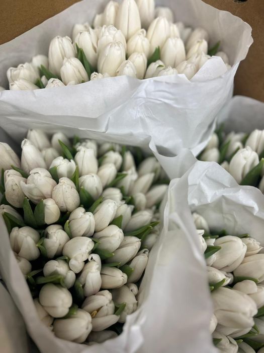 Тюльпаны крупные бесплатная доставка