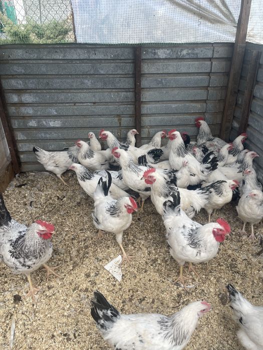Молодые петухи и куры Адлер