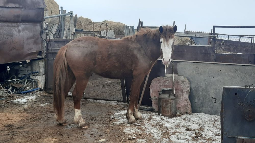 Айгыр 4 жасар семиз