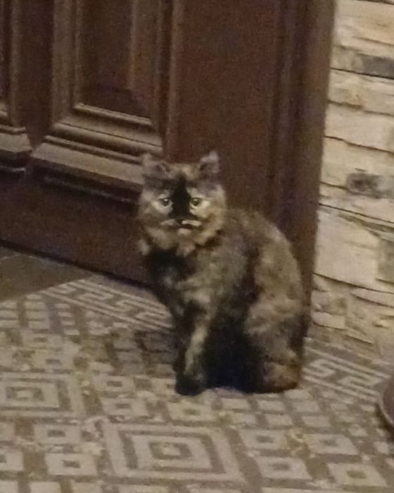 Кошка ищет тёплый дом
