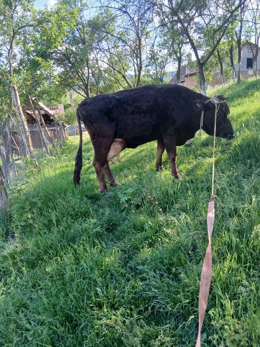 Vând vaca  de 1 luna jumate fata