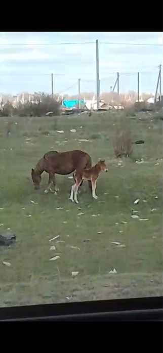 Құлынды бие сатылады