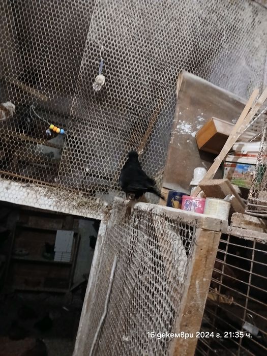 Продавам паламарски гълъби