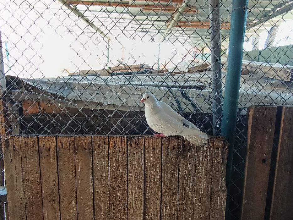 Продавам Гълъби, различни видове