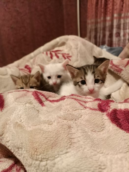 Котята один месяц родились девочки
