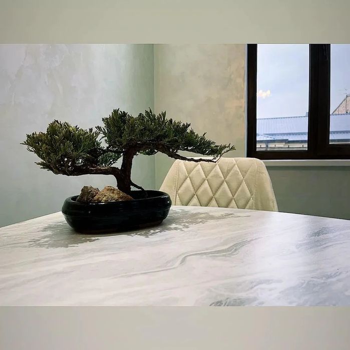 Бонсай. Дерево в горшке