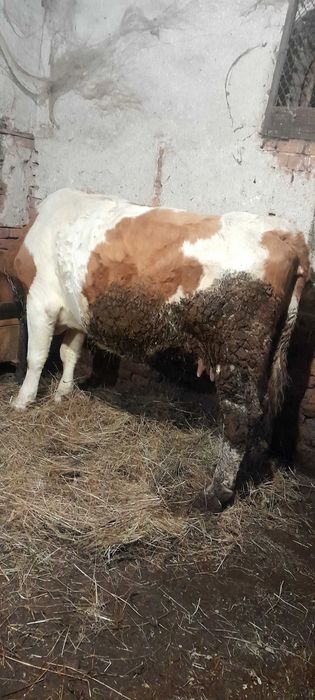 Vand vaca pentru abator