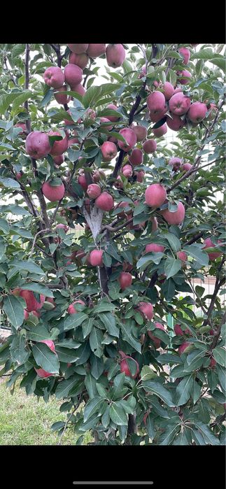Pomi fructiferi anul 2/3/4 La ghiveci si radacina libera