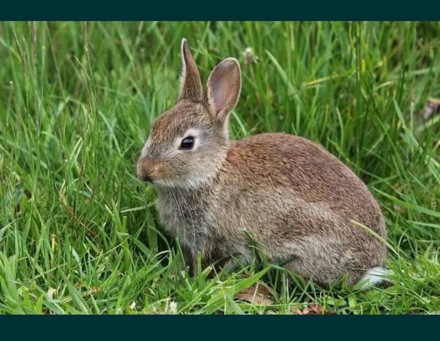 Quyon quyun sotiladi