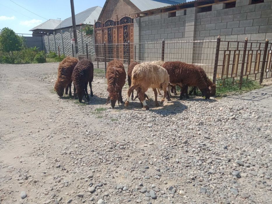 Еркек ұрғашы қозылар