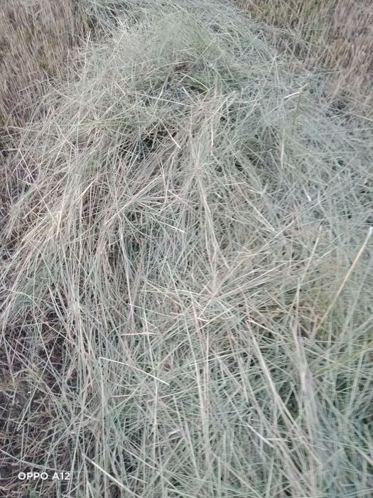 Сено разнотравье Талгар