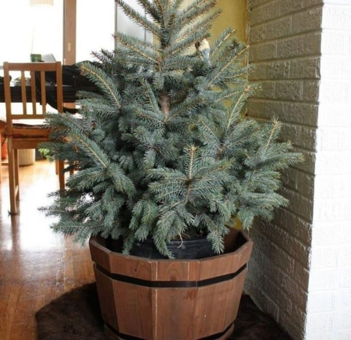 Ёлка новогодние живые