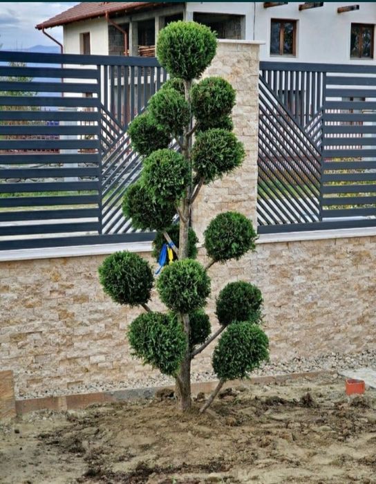 Cupressus leylandii de la 1.5m pună la 5m, calitate premium,