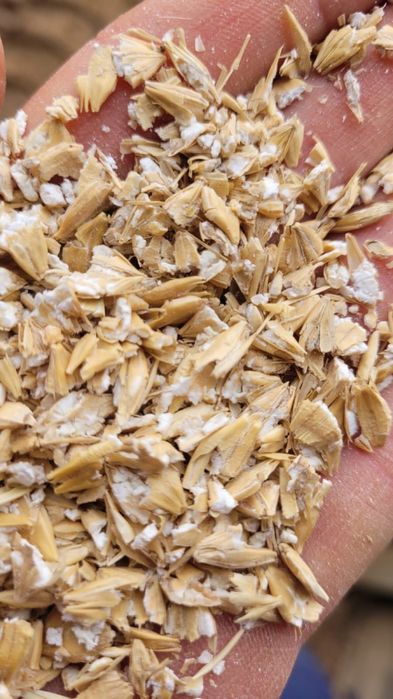 Плющенная ячмень