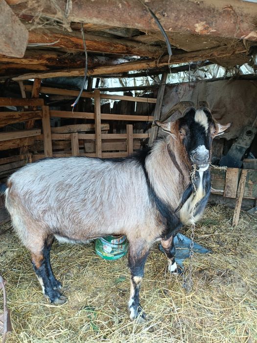 Vând țap de rasa