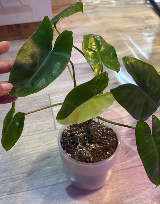 Аглаонема пинк мородок