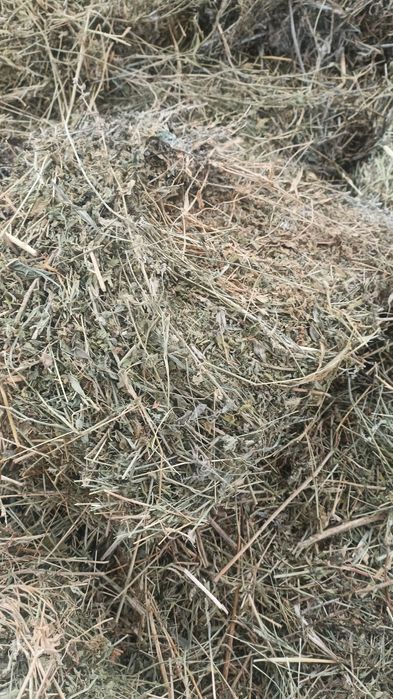 Жоңышқа шөп аралас өтте жаксы.