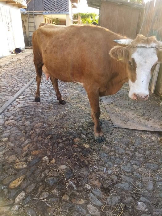 Vând vaca gestanta