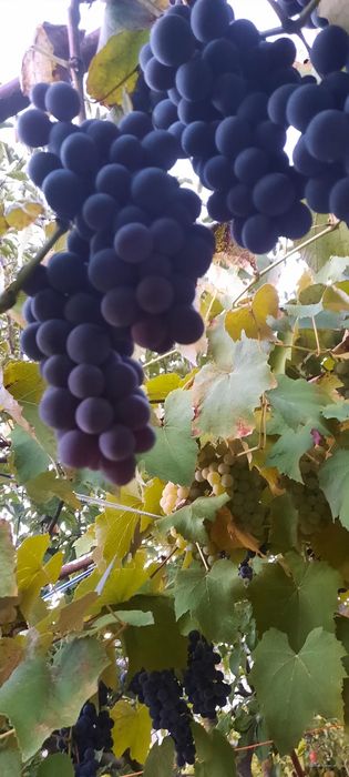 Struguri vin - Bistrita