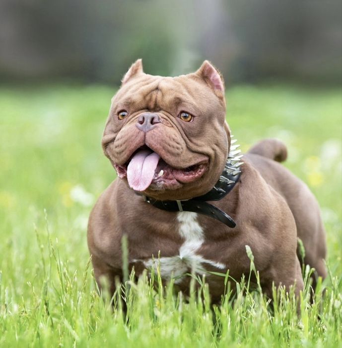 Американский булли