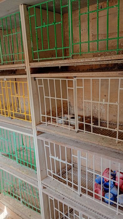 Boxe porumbei de vânzare