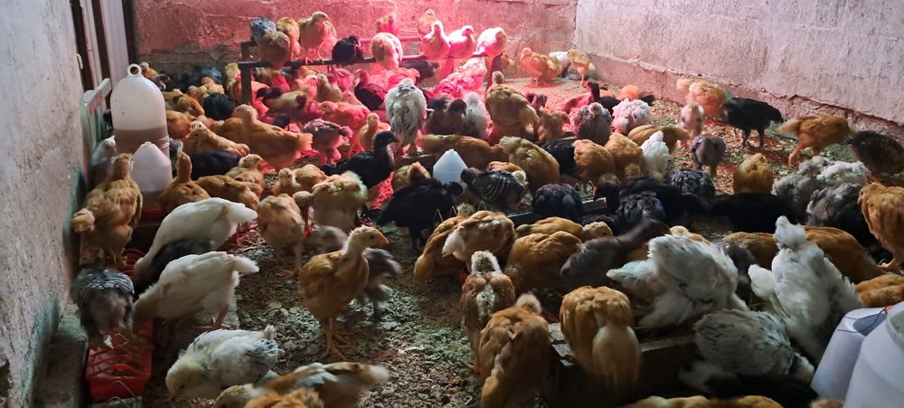 Pui sau oua pentru incubat Australorp, Isa brown si Brahma HD si Bso