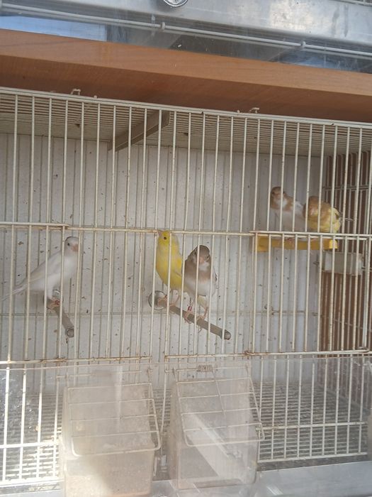 Vând canari și alte păsări