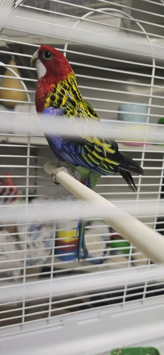 Попугай розелла красная