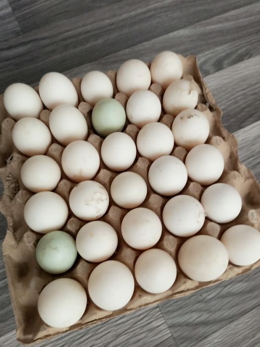 Продажа домашней птицы, а также  яйца