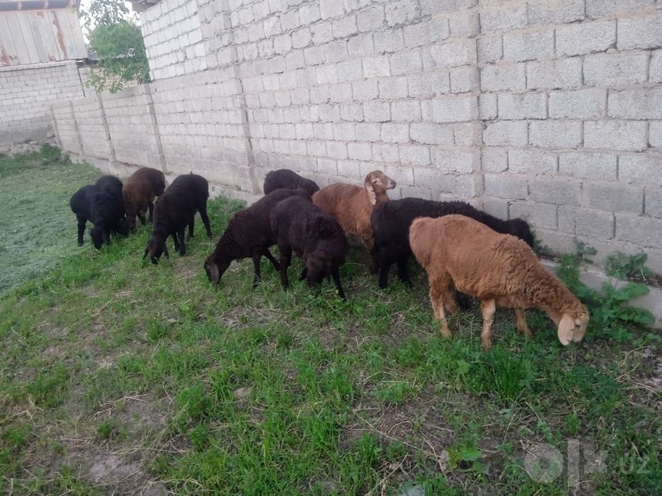 Ку́зи ку́чкорлар сотилад продаётся барашки