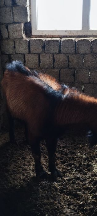 Альпинские козы Alpin echkilari