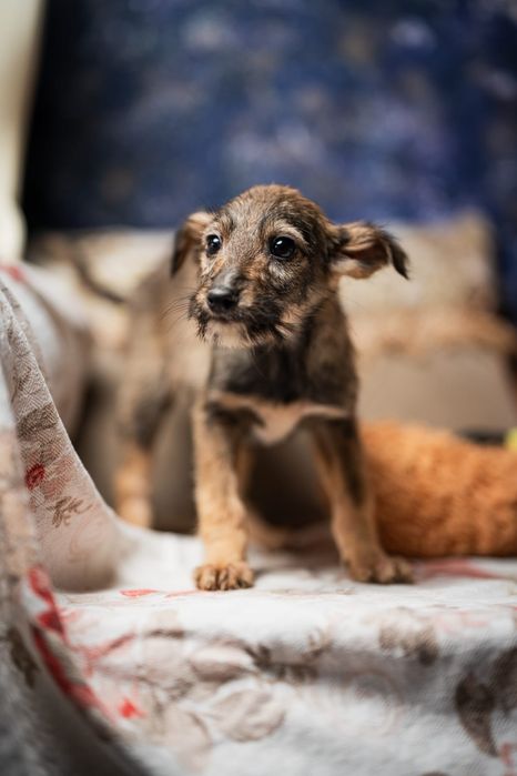 Щенки мальчики и девочки