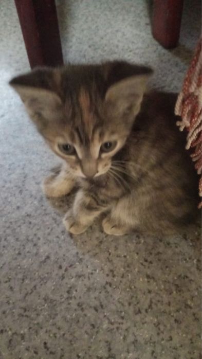 Отдам котят в добрые руки. Девочки