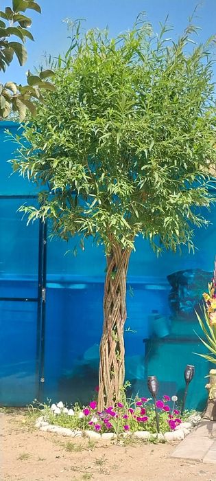 Продам плетеное дерево из ивы