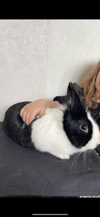 Кролик декоративный