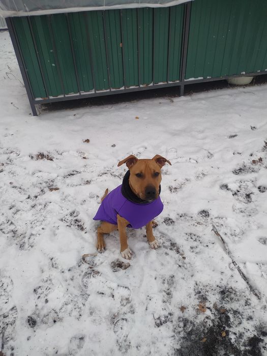 Продам куртку для собаки