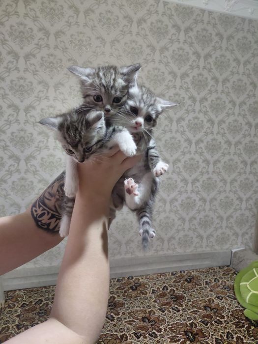 Животные 123 кошачки ₽&8 в наличие