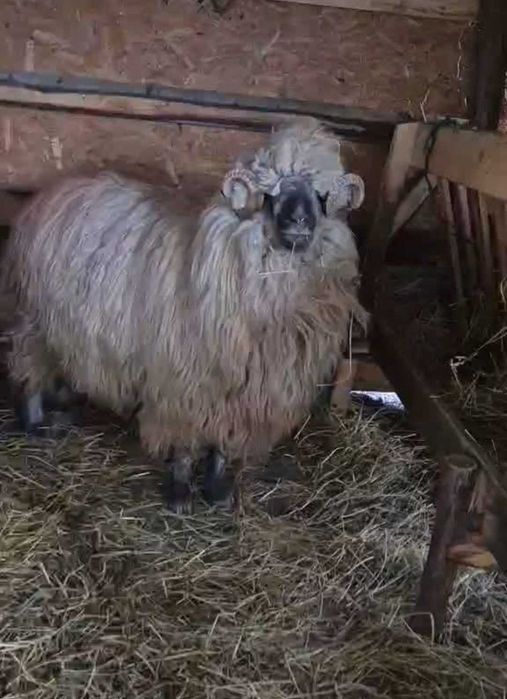 Oiță și berbecuț  de vanzare