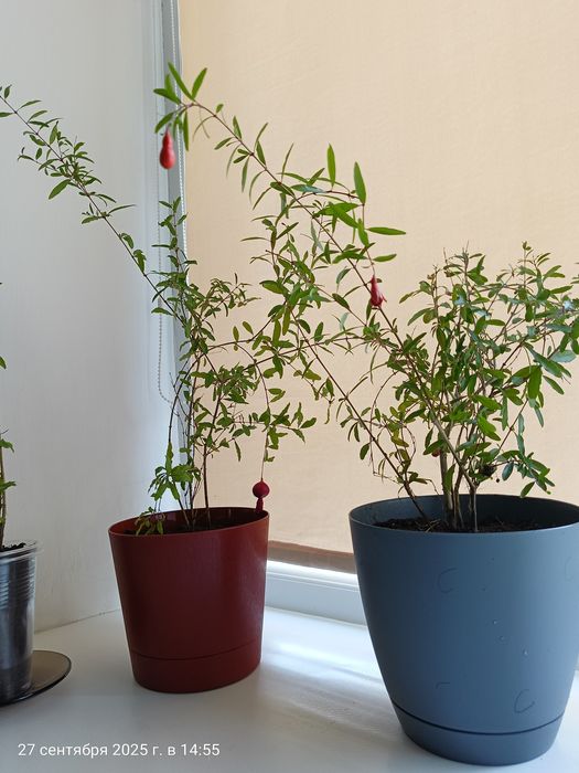 Продам комнатный гранат