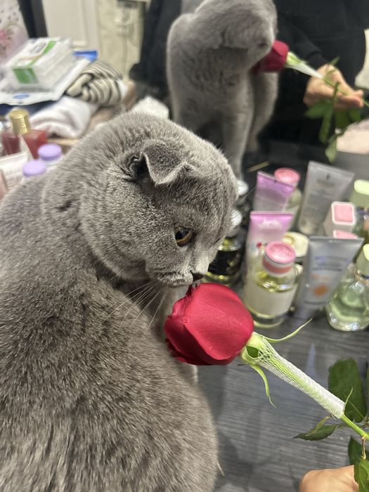 juftlashtirish vyazkaga erkak mushuk bor