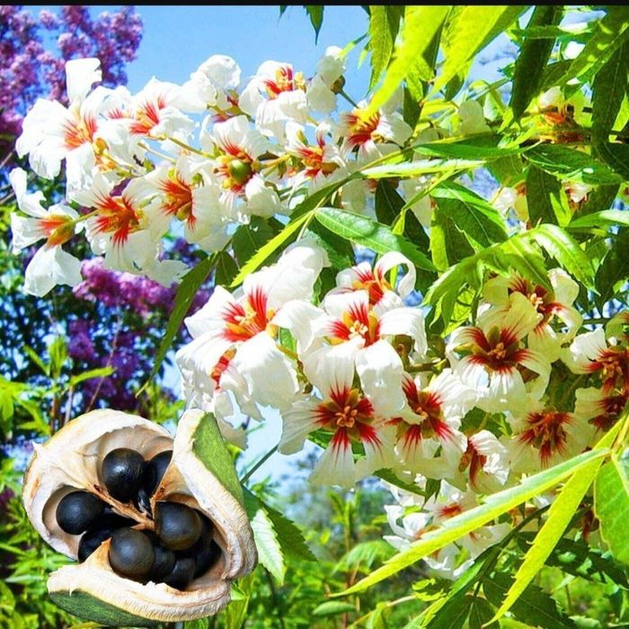 Чекалкин орех привитий